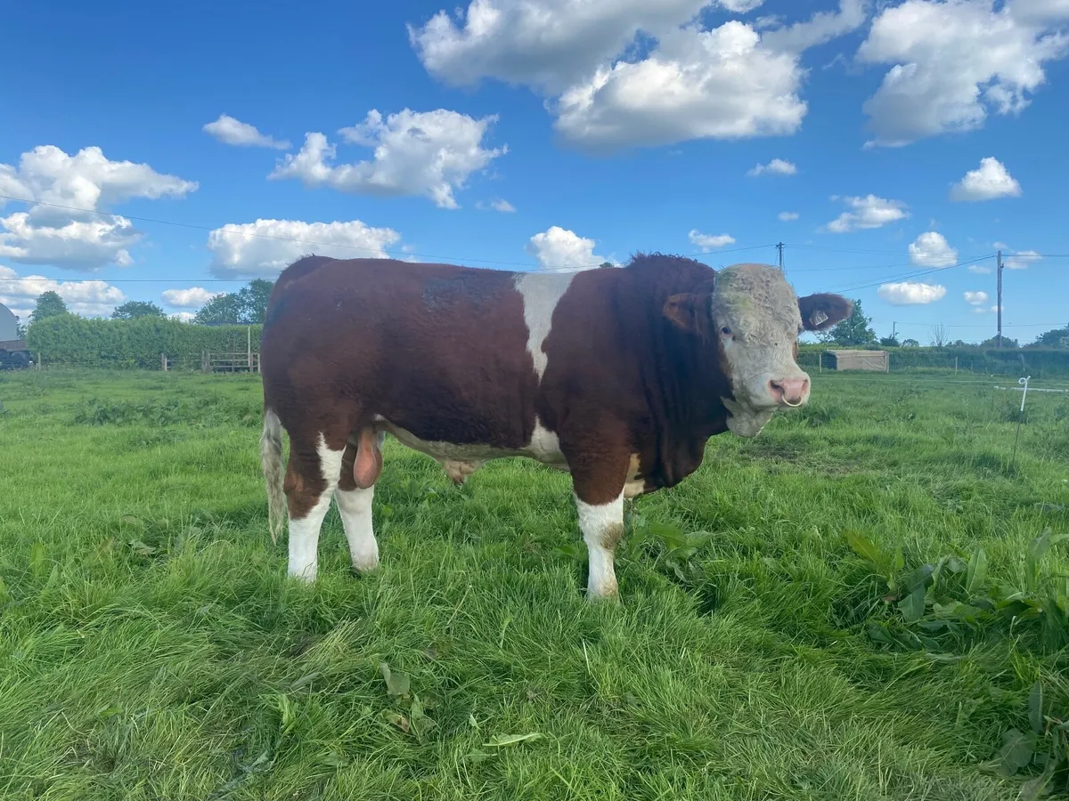 Bull - Image 2