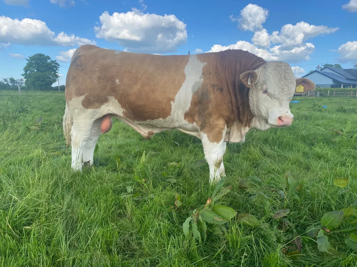 Bull - Image 3