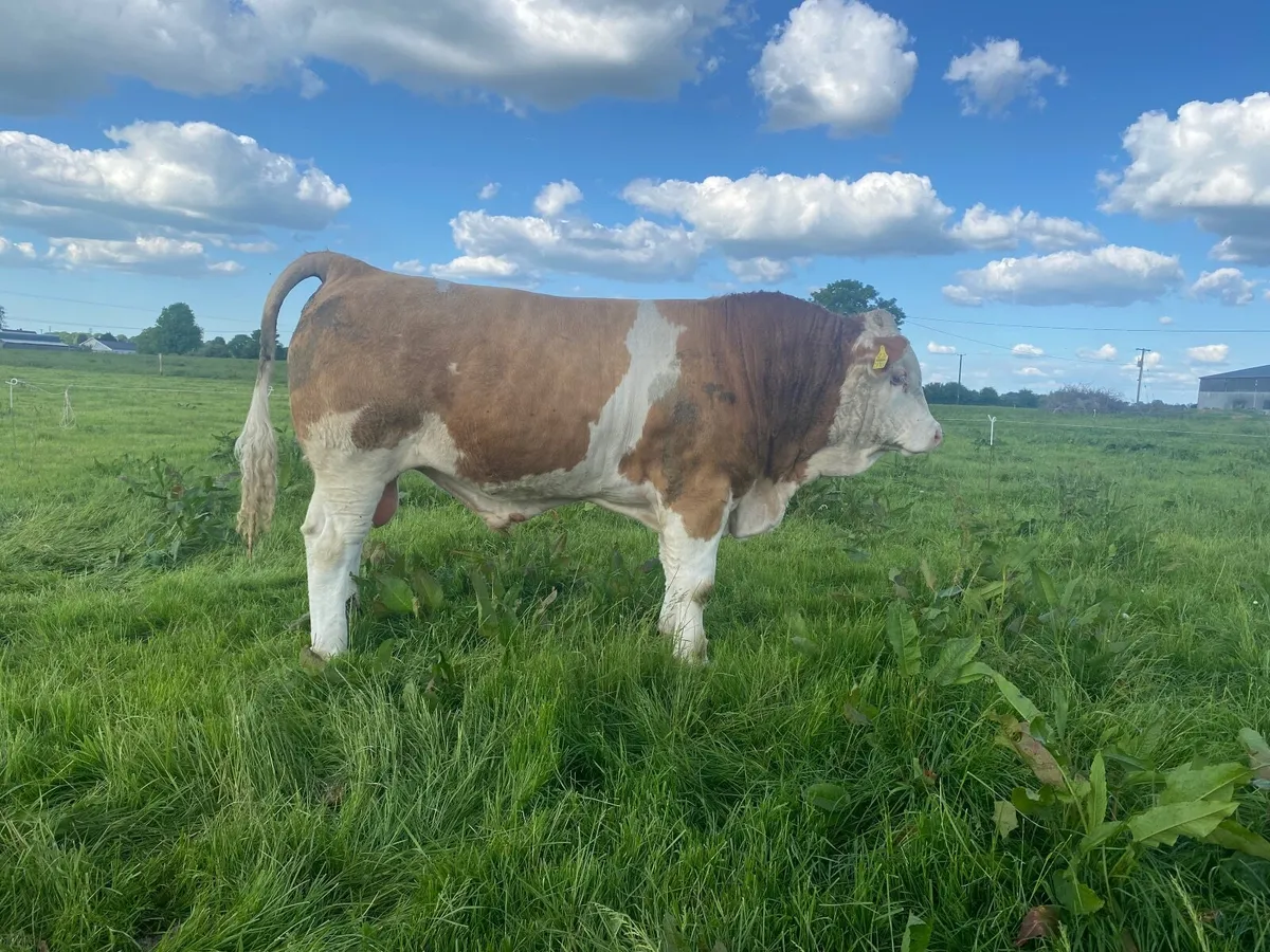 Bull - Image 4