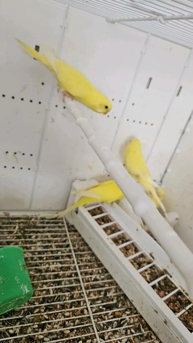 Budgies for sale - Image 2
