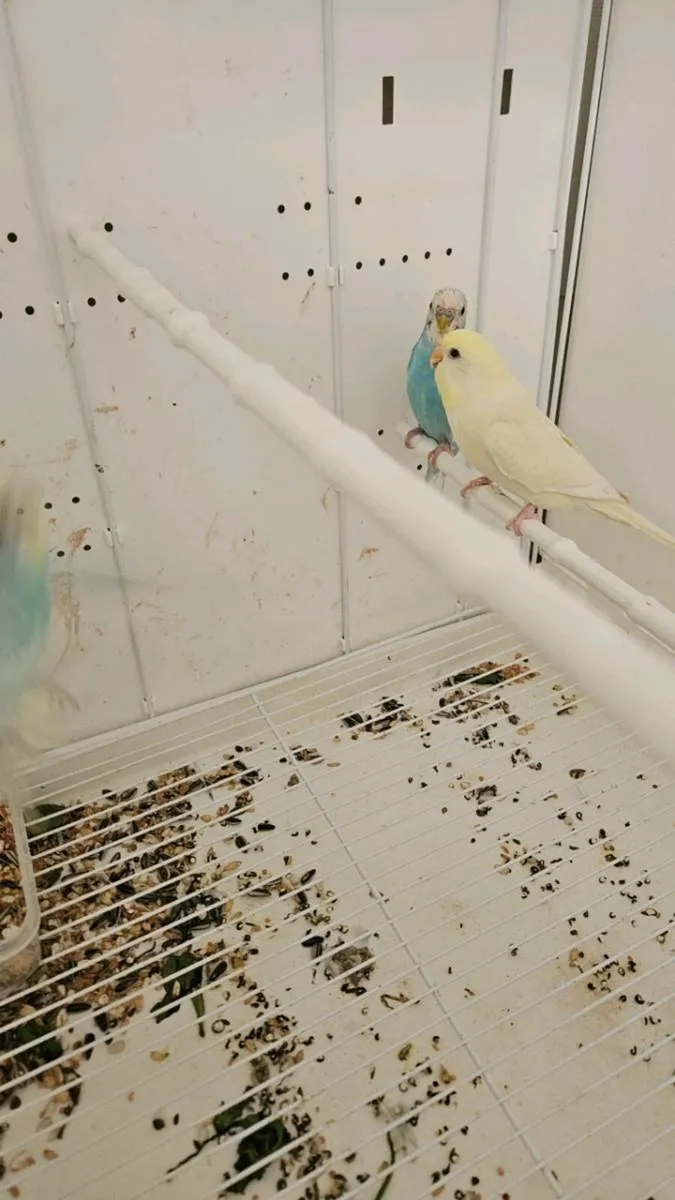 Budgies for sale - Image 3