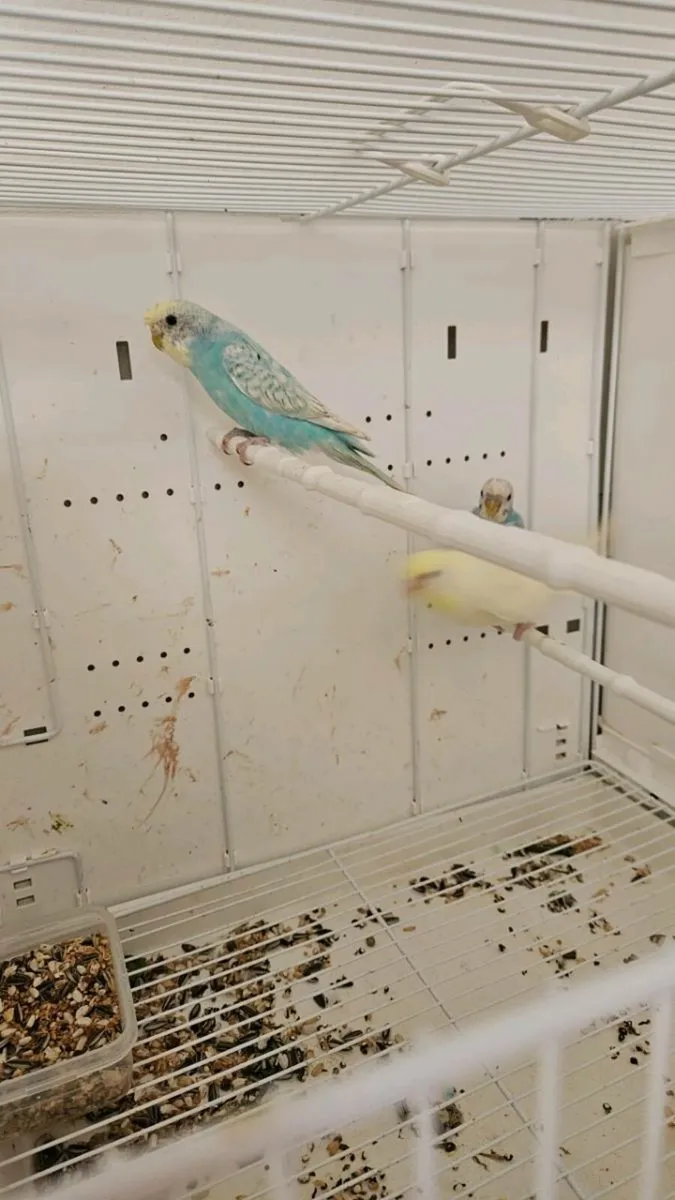 Budgies for sale - Image 4