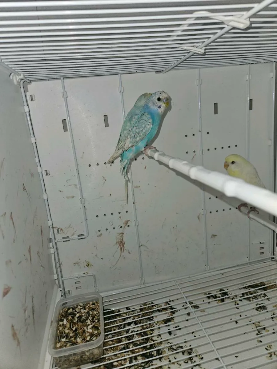 Budgies for sale - Image 1