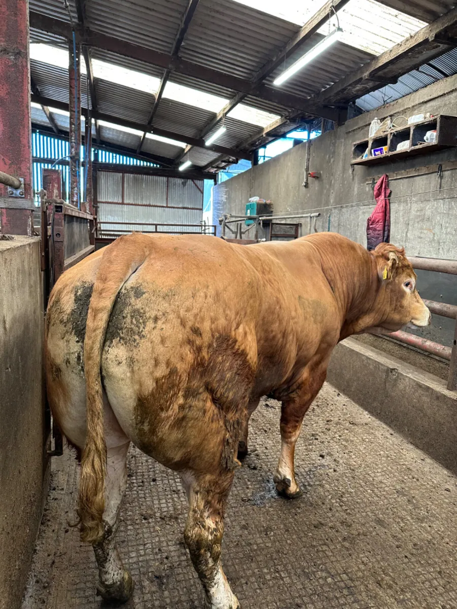 Pedigree lim bull - Image 1