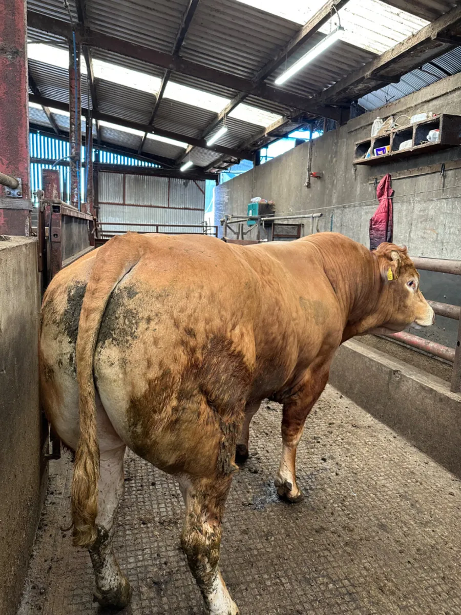 Pedigree lim bull - Image 2