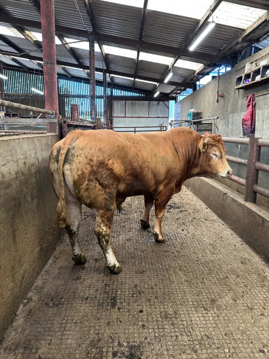 Pedigree lim bull - Image 3