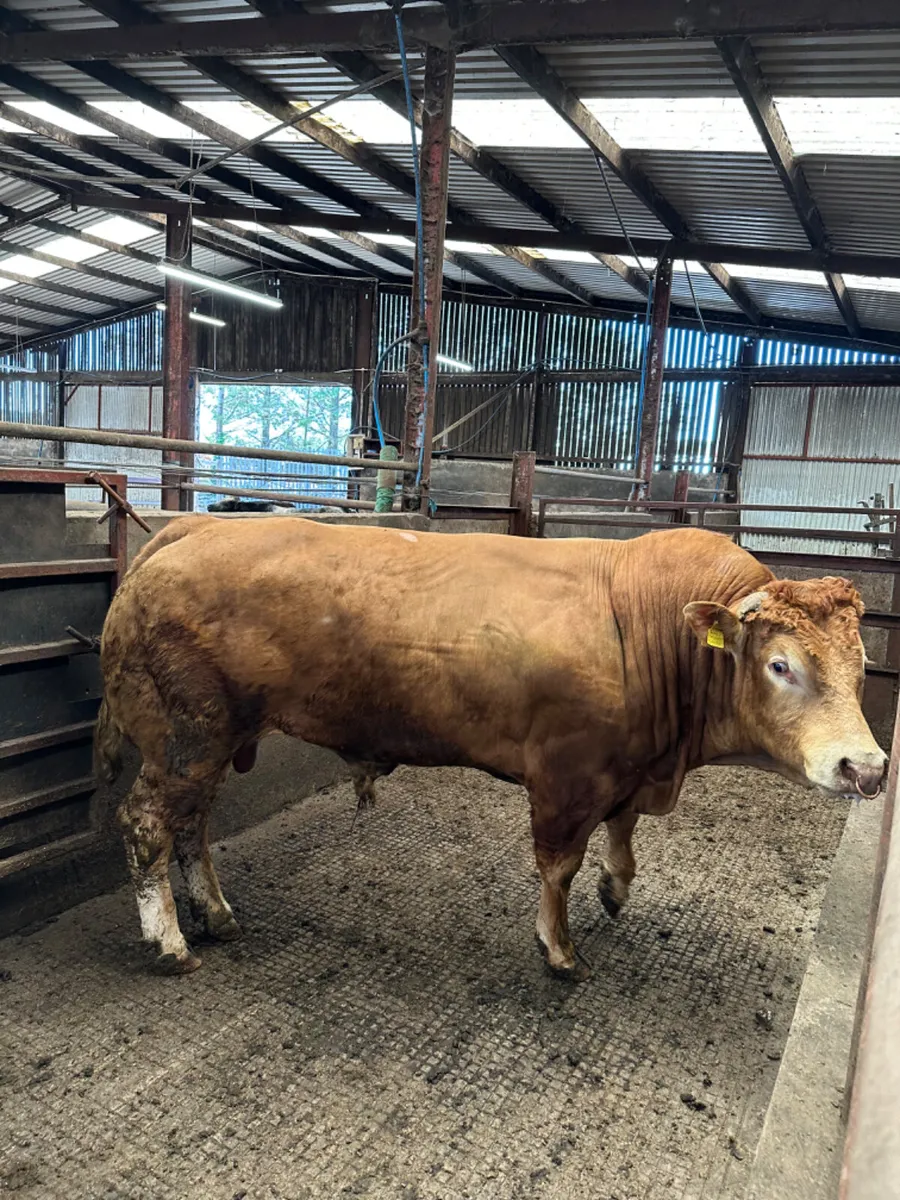 Pedigree lim bull - Image 4