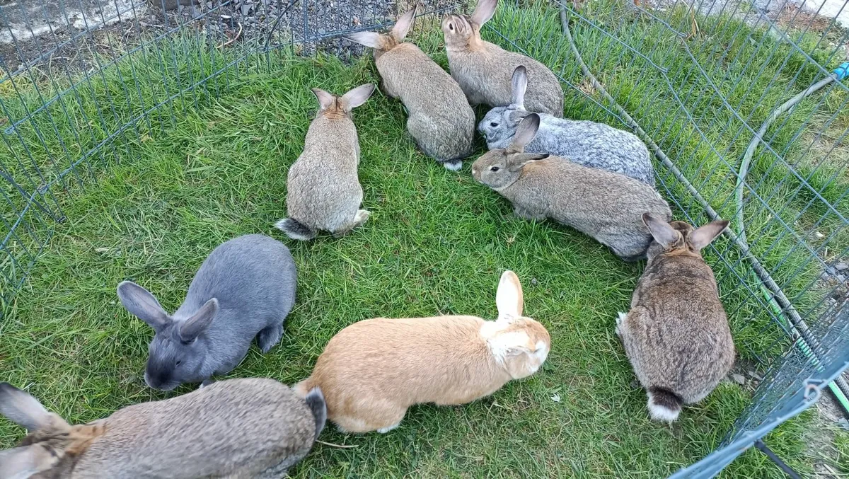 Baby Rabbits and Adult Rabbits for sale - Image 1