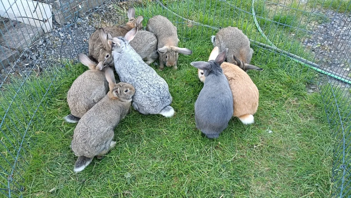 Baby Rabbits and Adult Rabbits for sale - Image 2