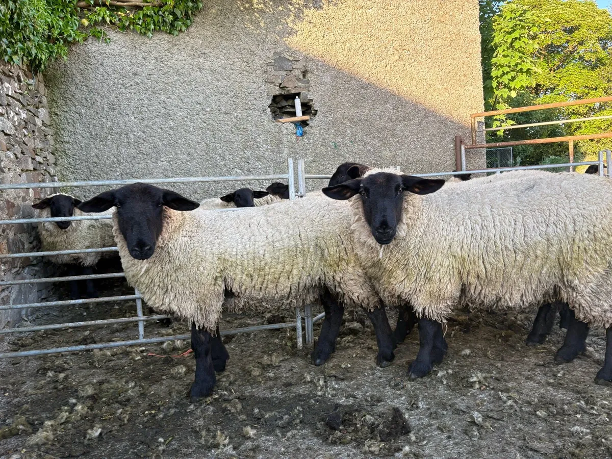 Suffolk Hogget Ewes - Image 1