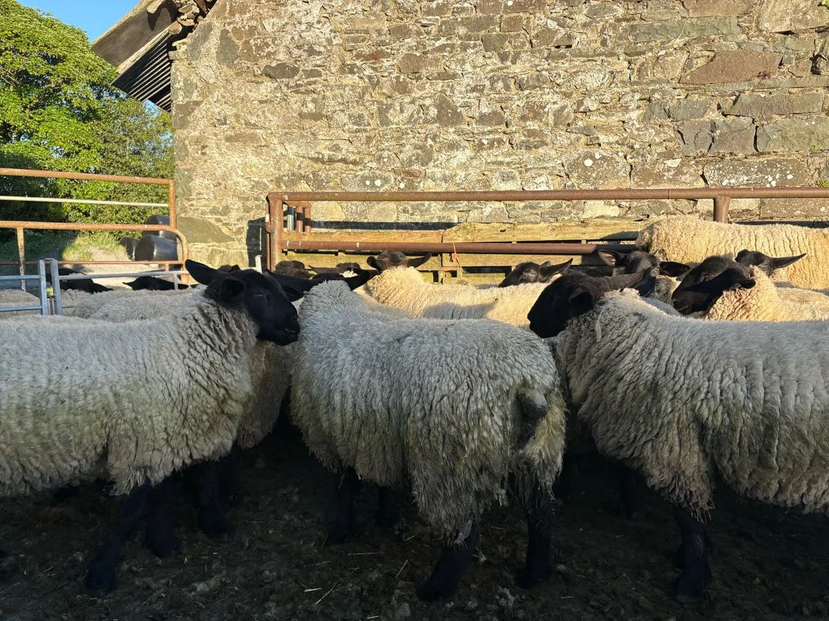 Suffolk Hogget Ewes - Image 2