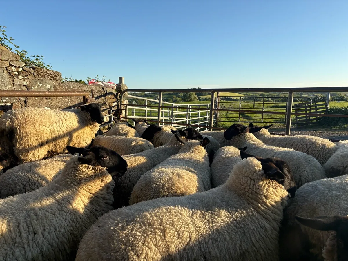 Suffolk Hogget Ewes - Image 4