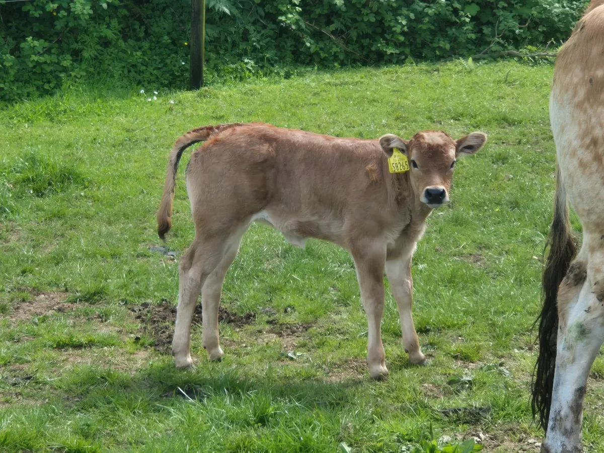 Heifer - Image 2