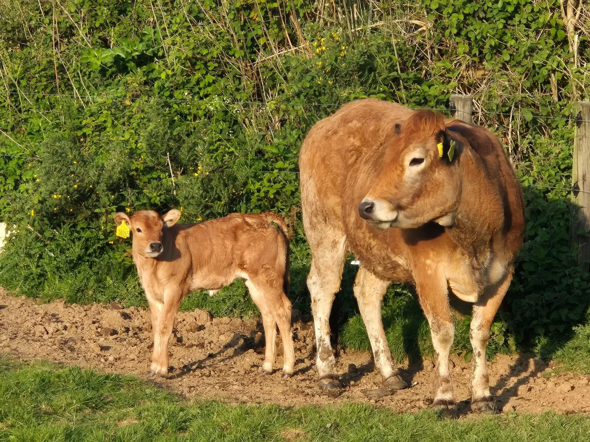 Heifer - Image 1