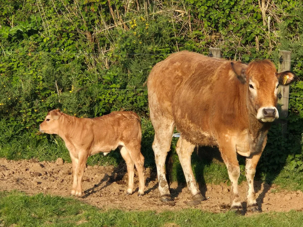 Heifer - Image 3