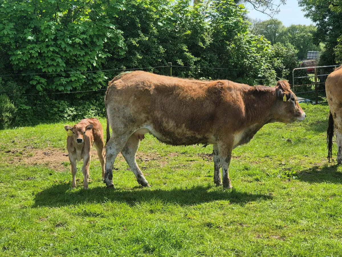 Heifer - Image 4