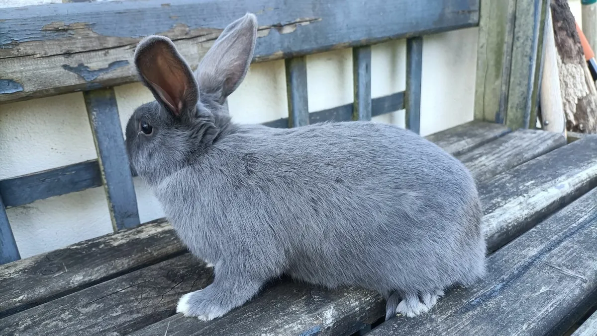 Baby Rabbits and Adult Rabbits for sale - Image 3