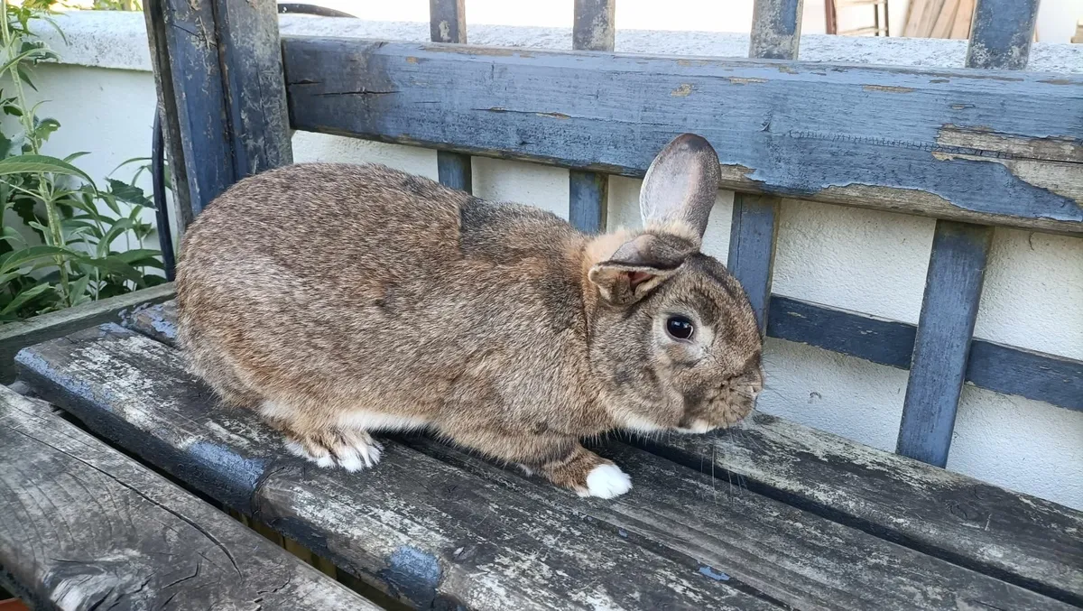Baby Rabbits and Adult Rabbits for sale - Image 4