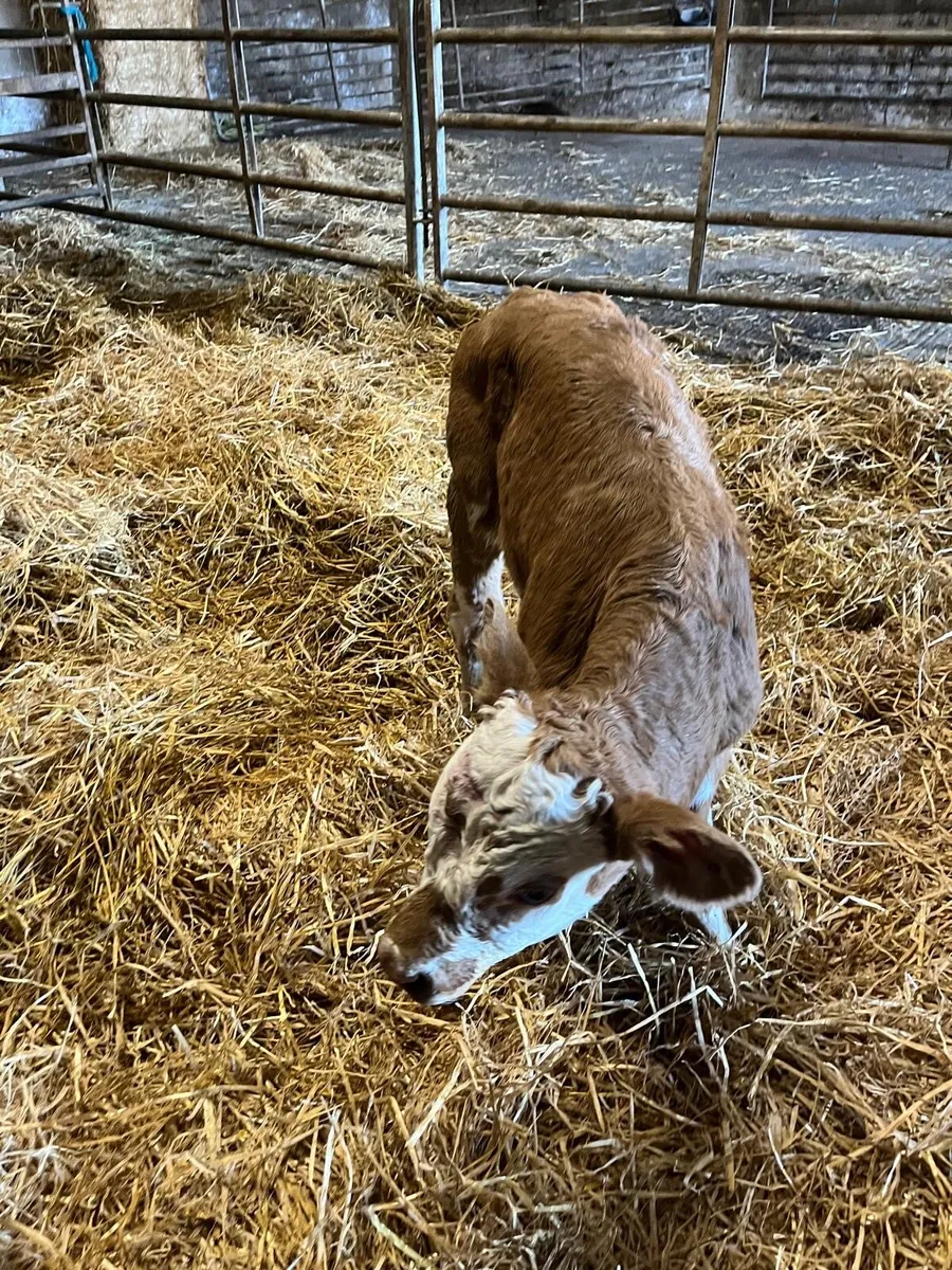 BEEF CALVES - Image 1