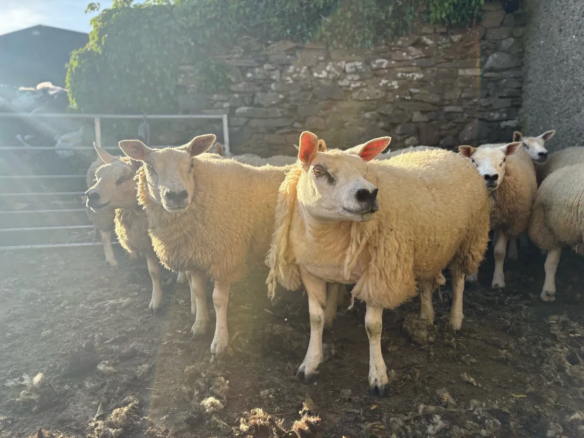 Texel Hogget Ewes - Image 1