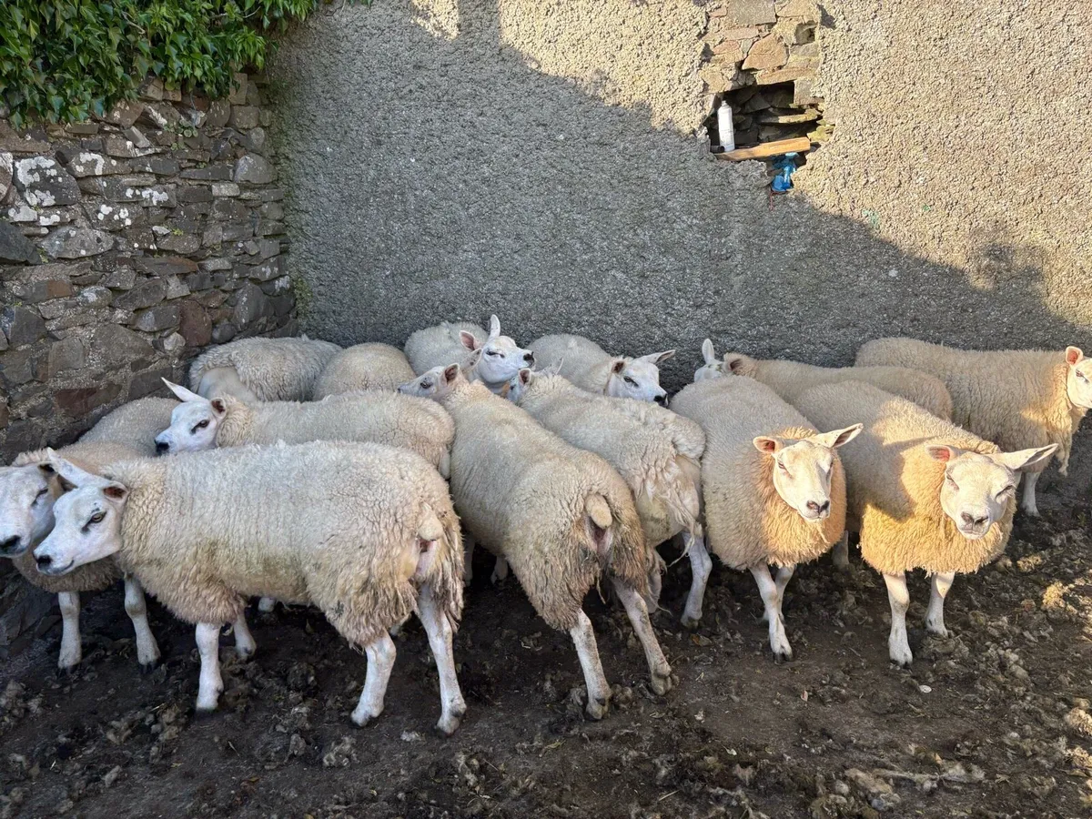 Texel Hogget Ewes - Image 2