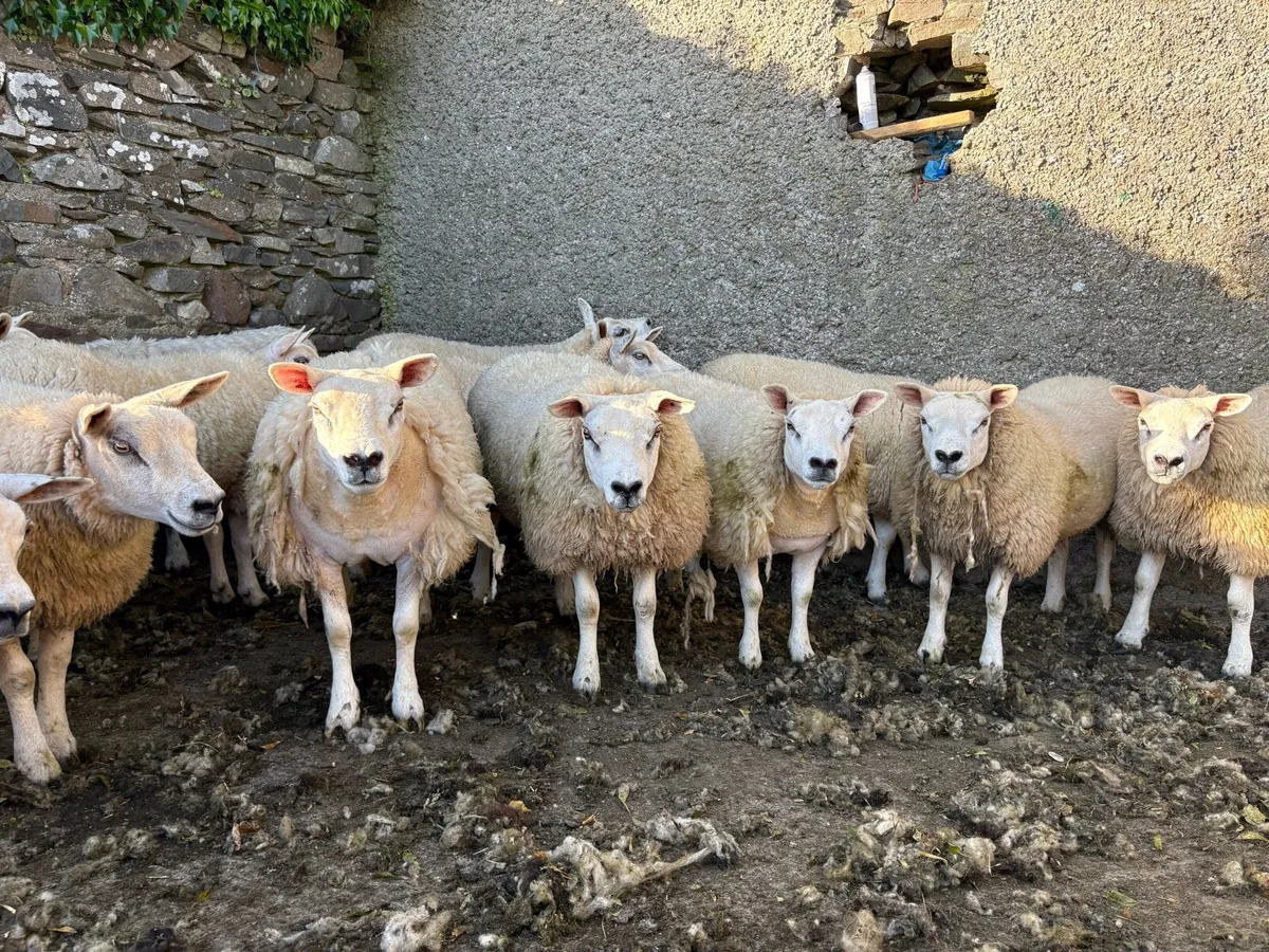 Texel Hogget Ewes - Image 3