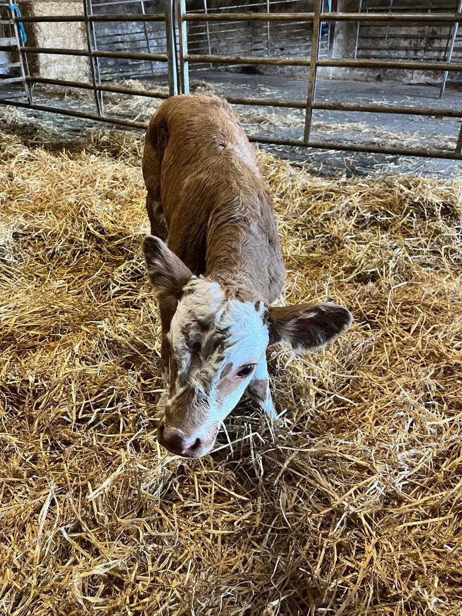 BEEF CALVES - Image 2