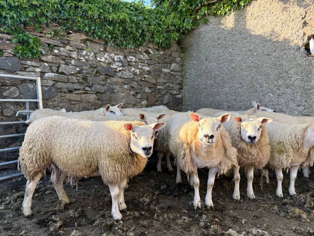 Texel Hogget Ewes - Image 4
