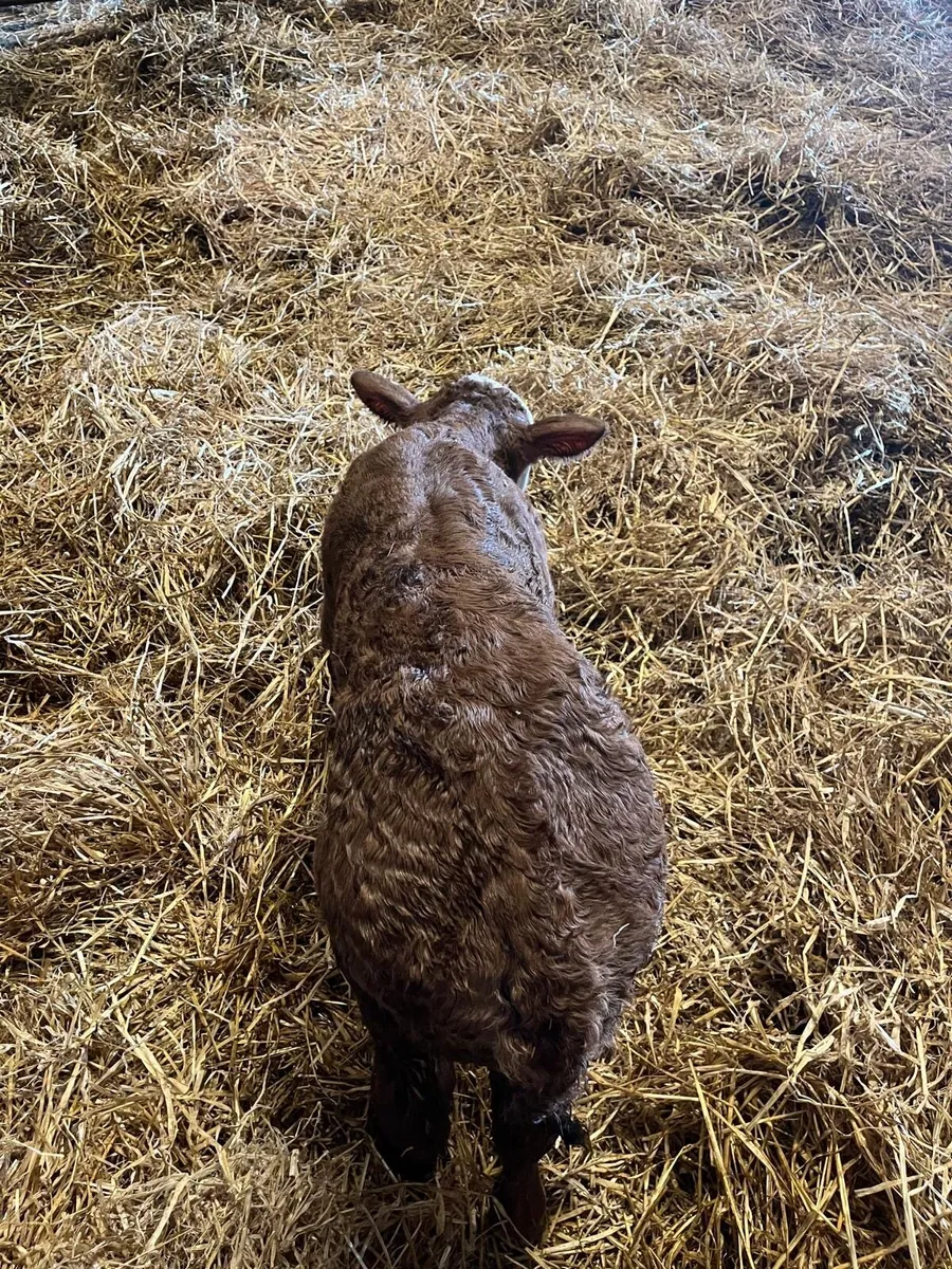 BEEF CALVES - Image 3