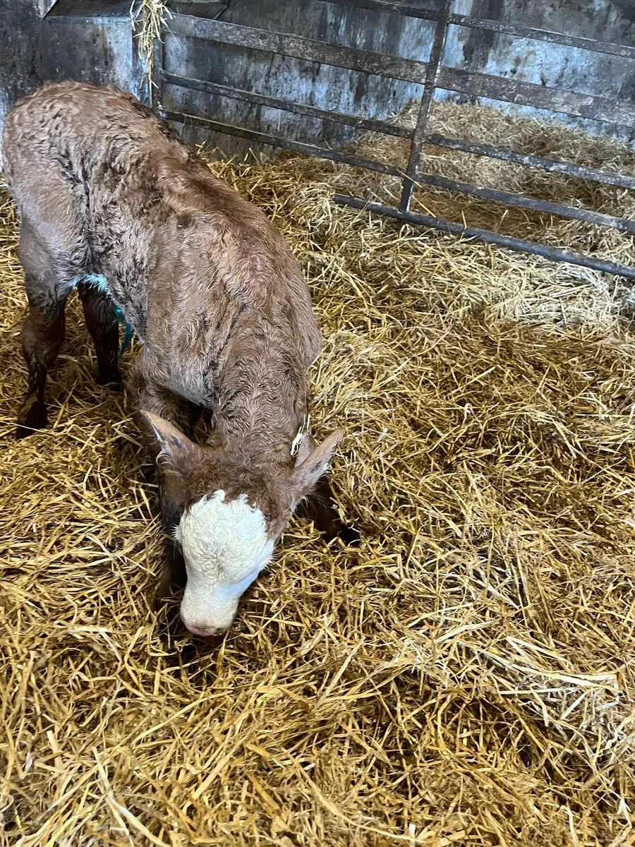BEEF CALVES - Image 4