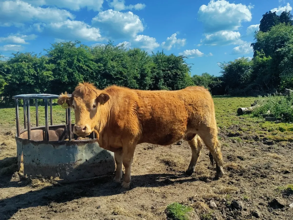 Purebred Limousin Cow - Image 1