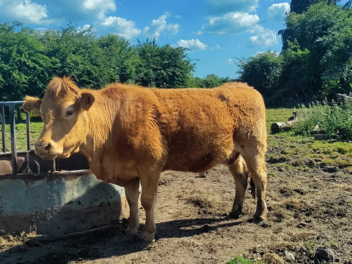 Purebred Limousin Cow - Image 2