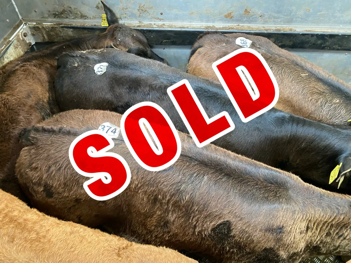 💥20/5/25💥 Reared Calves - Image 1