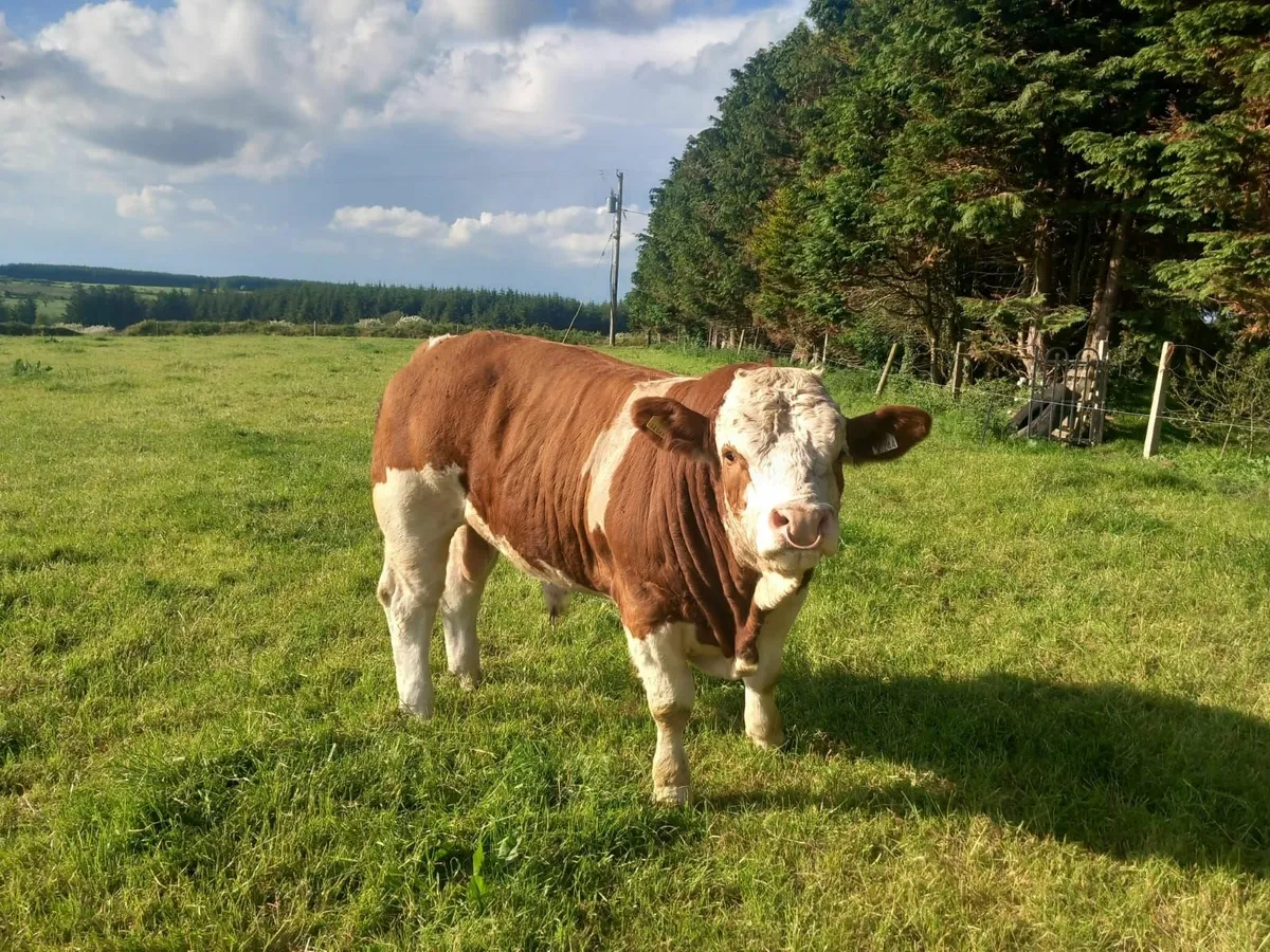 Bull - Image 1