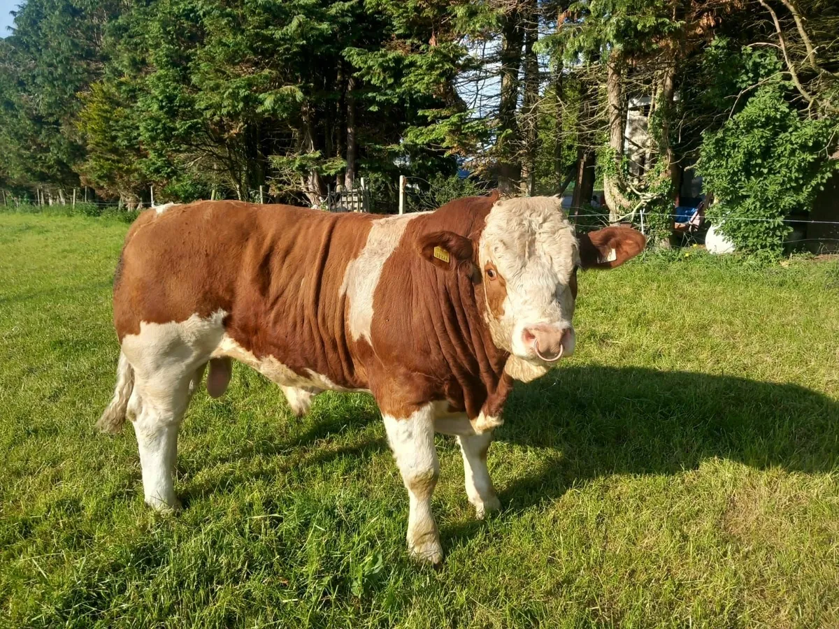 Bull - Image 2