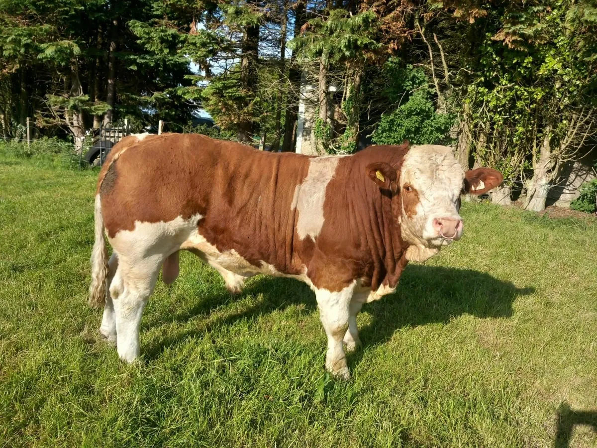 Bull - Image 3