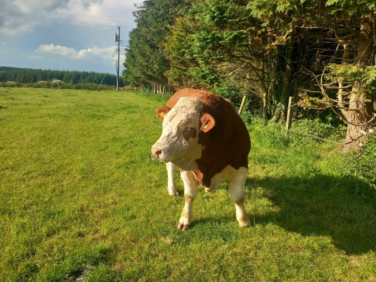 Bull - Image 4