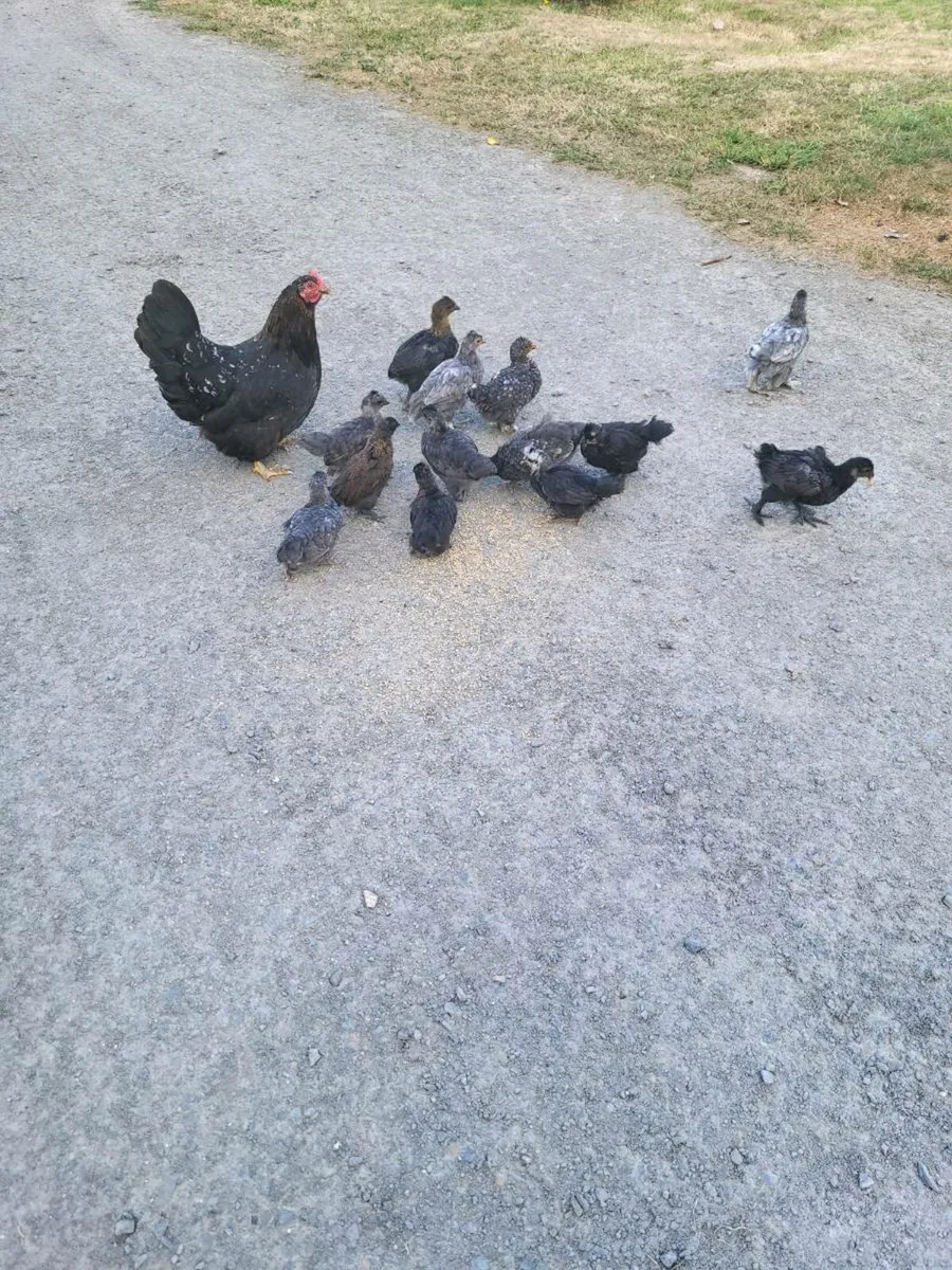 Hens - Image 1