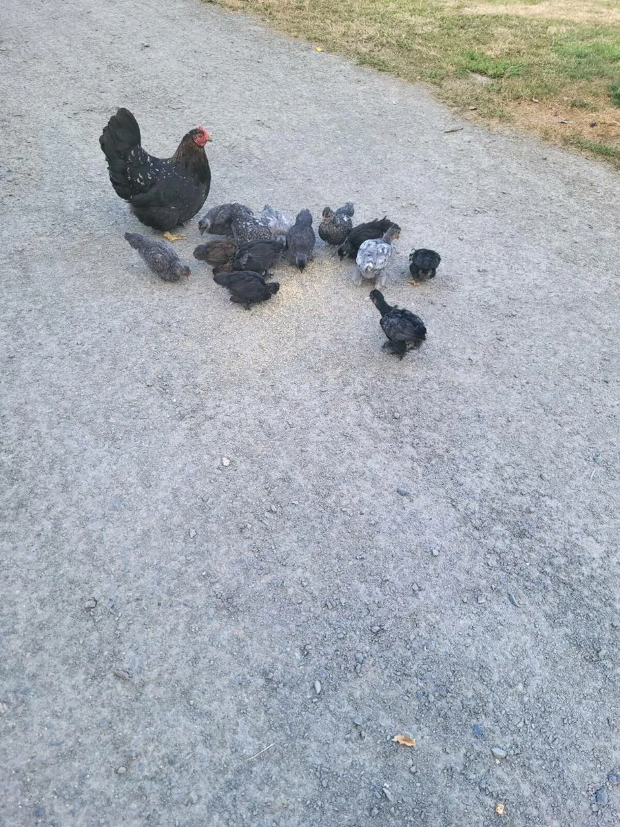 Hens - Image 2