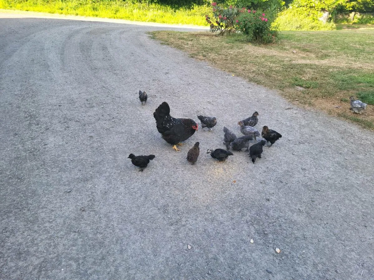 Hens - Image 3