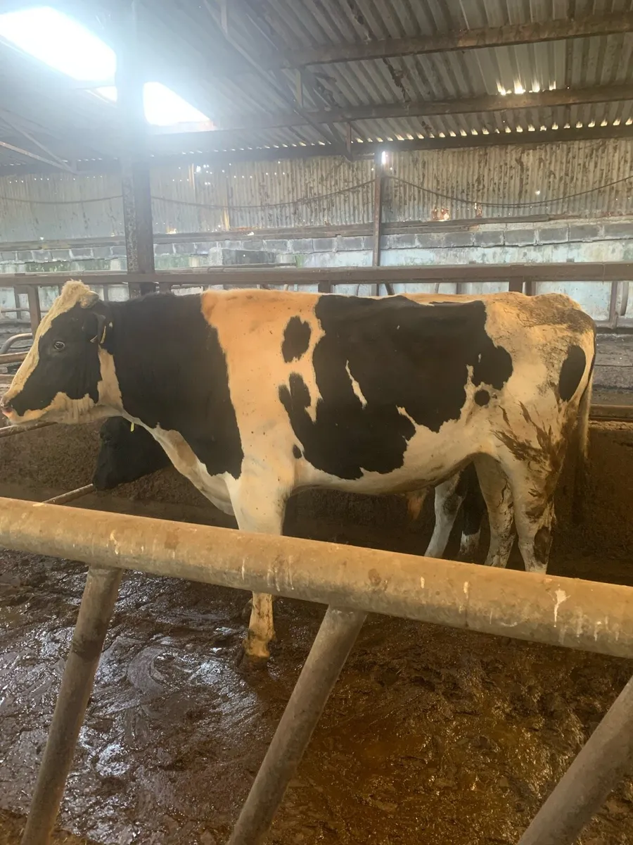 Pedigree Holstein bull - Image 1