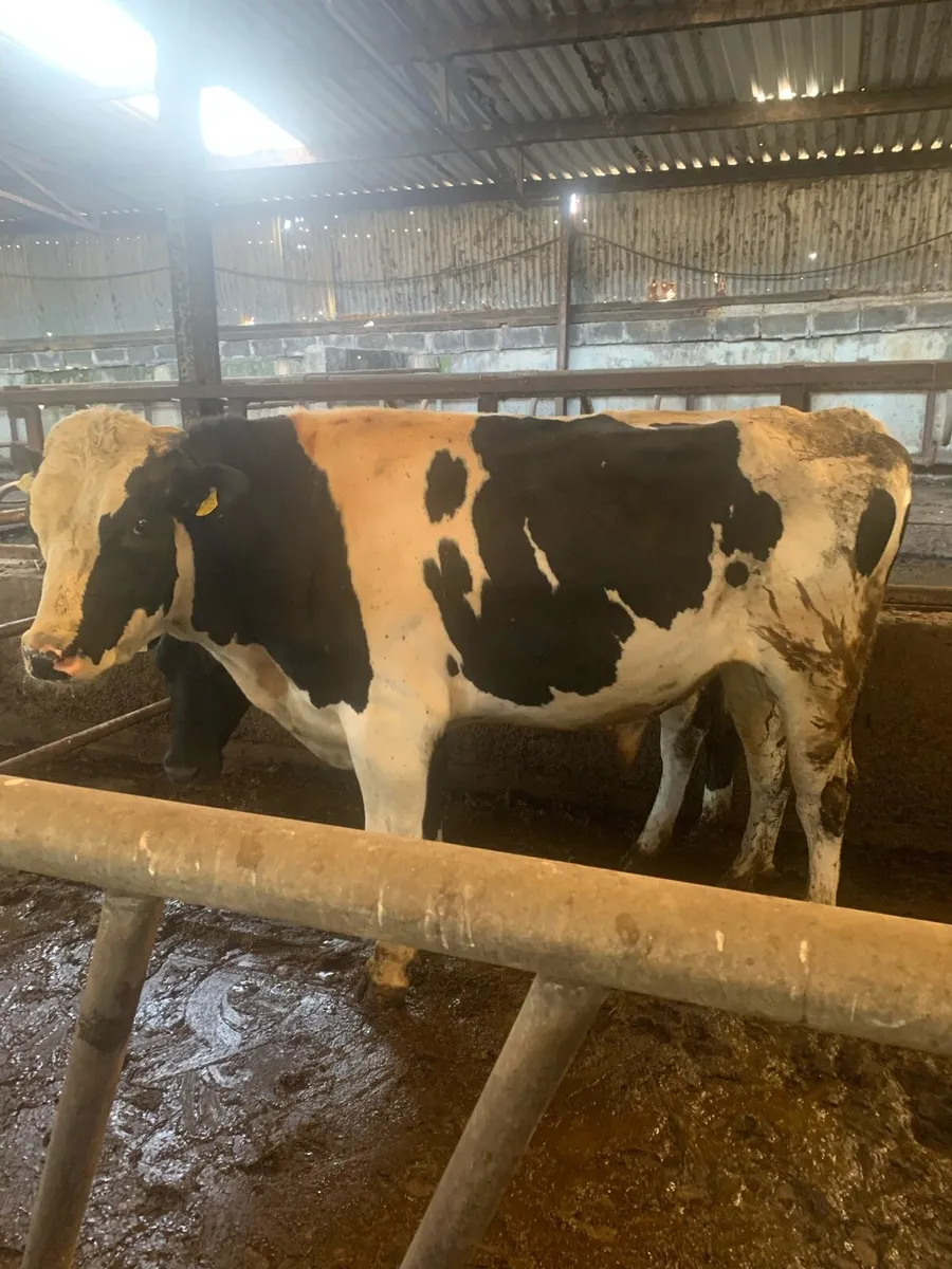 Pedigree Holstein bull - Image 2