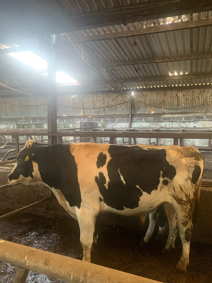 Pedigree Holstein bull - Image 3