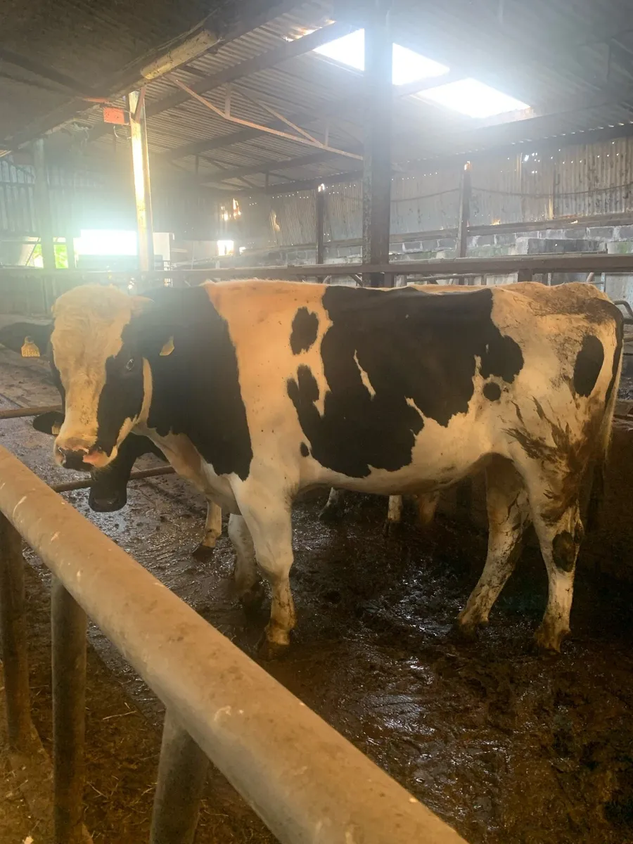 Pedigree Holstein bull - Image 4