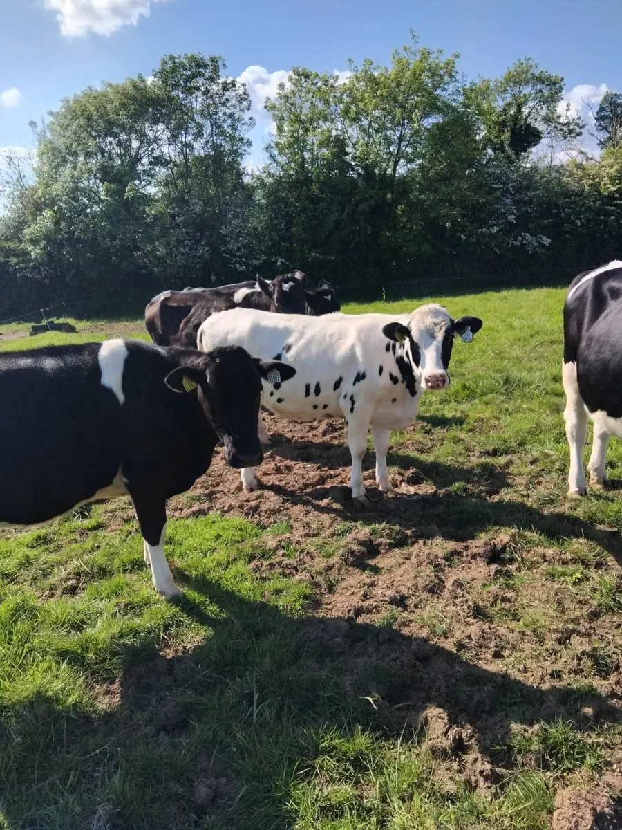 Freisian bulling heifers - Image 1