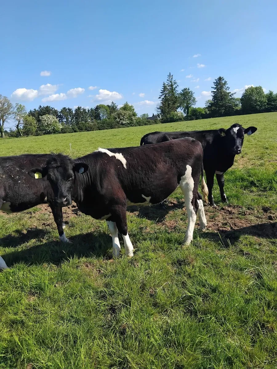 Freisian bulling heifers - Image 2