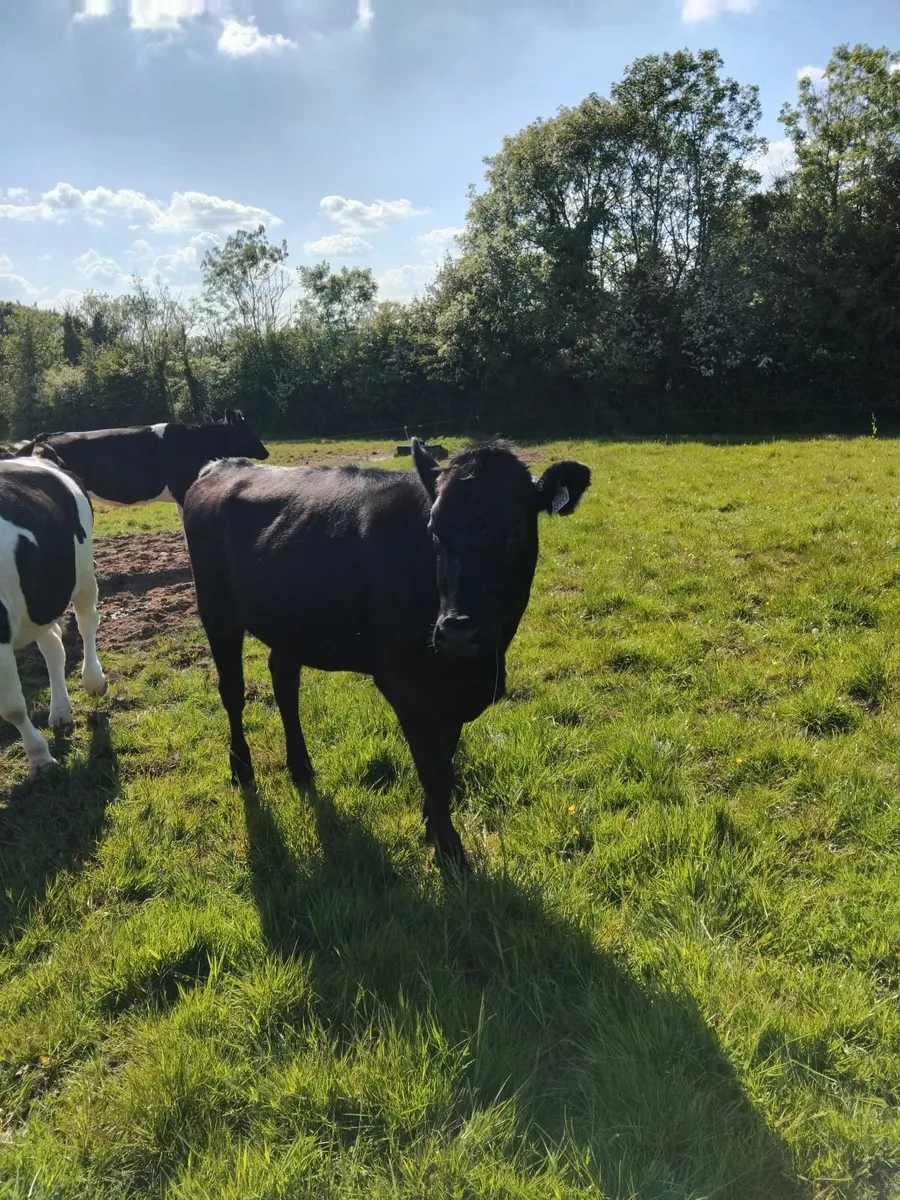 Freisian bulling heifers - Image 3