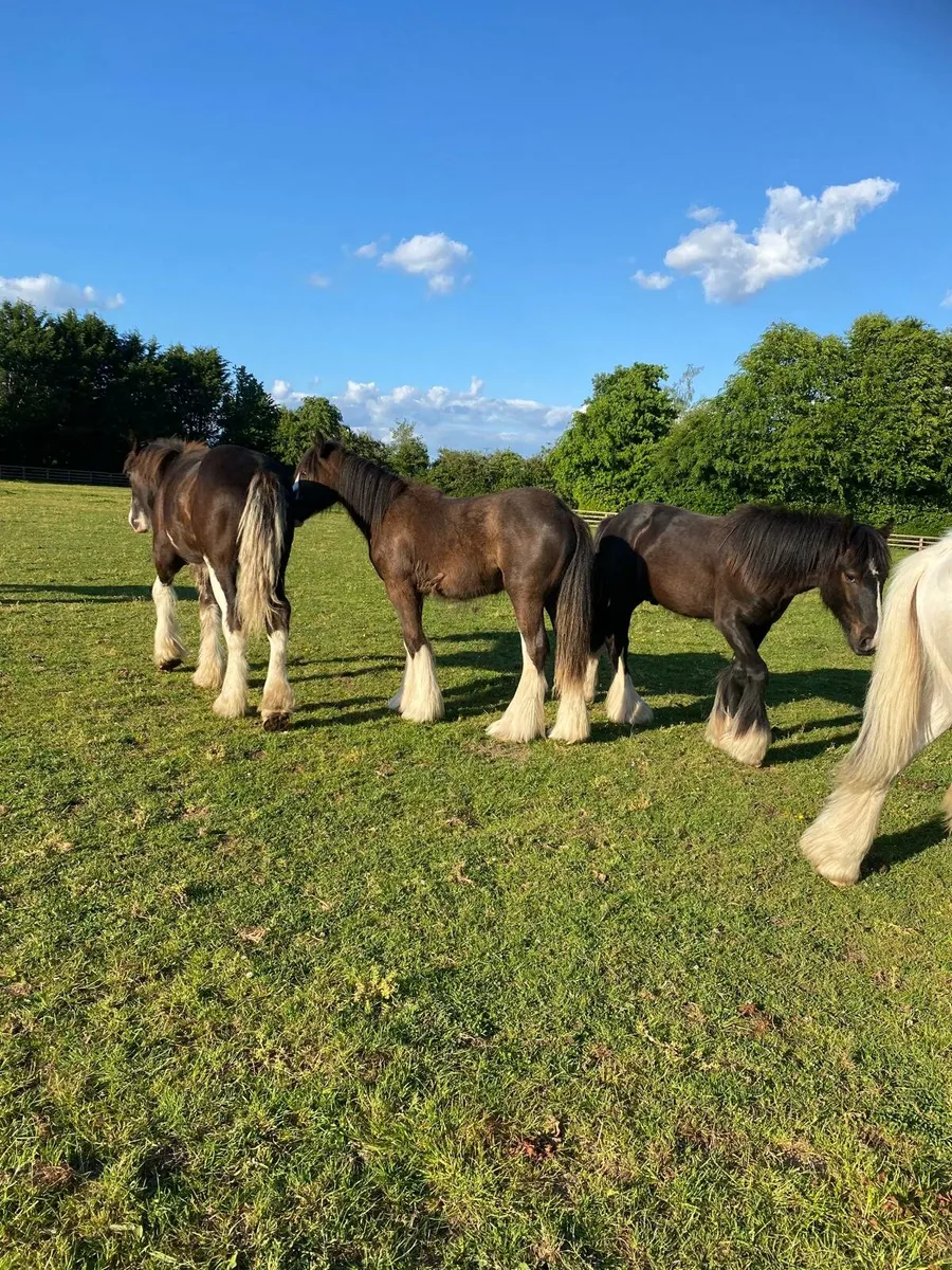 5 yearling colts - Image 1