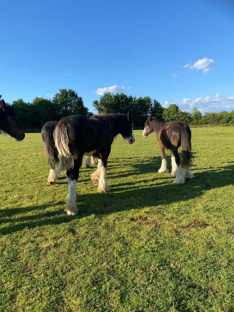 5 yearling colts - Image 2
