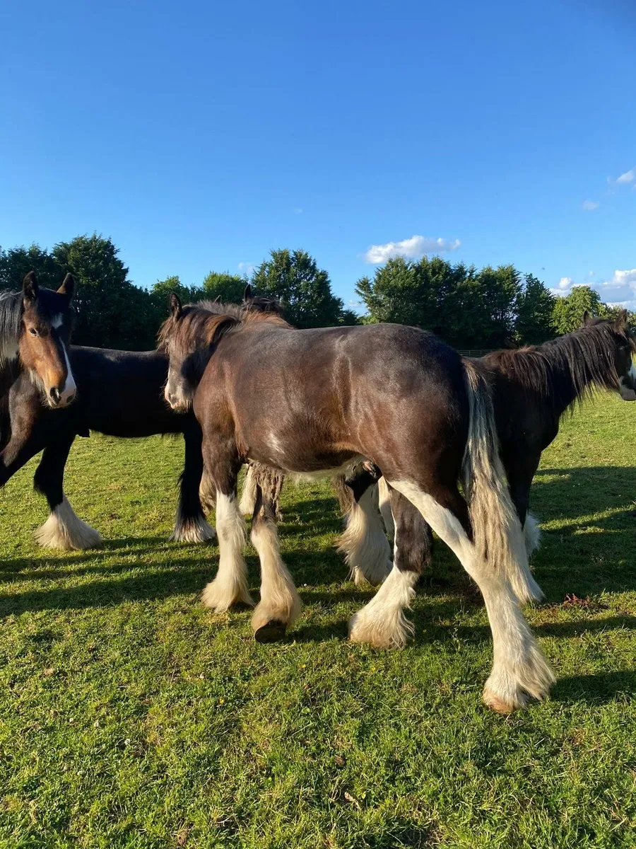 5 yearling colts - Image 4